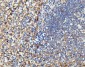 Anti-ICAM1 Antibody Picoband™ (monoclonal, 6F2C3)